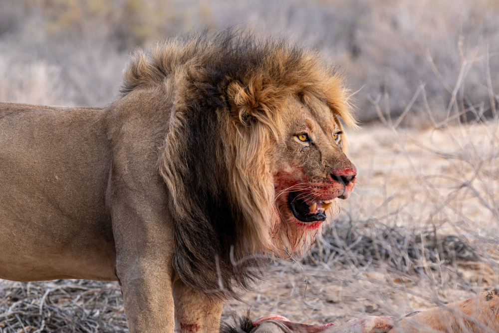 a male lion with a big mane looks out, his mouth is covered in blood
